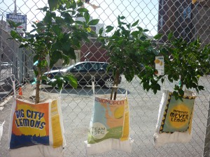 fruit fence